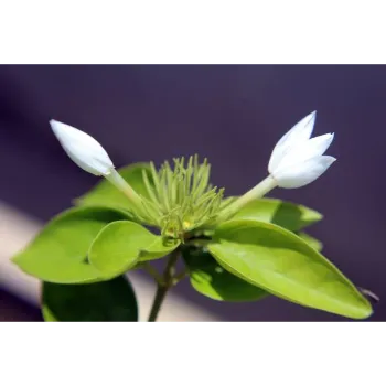 Natural Jasmine Plants
